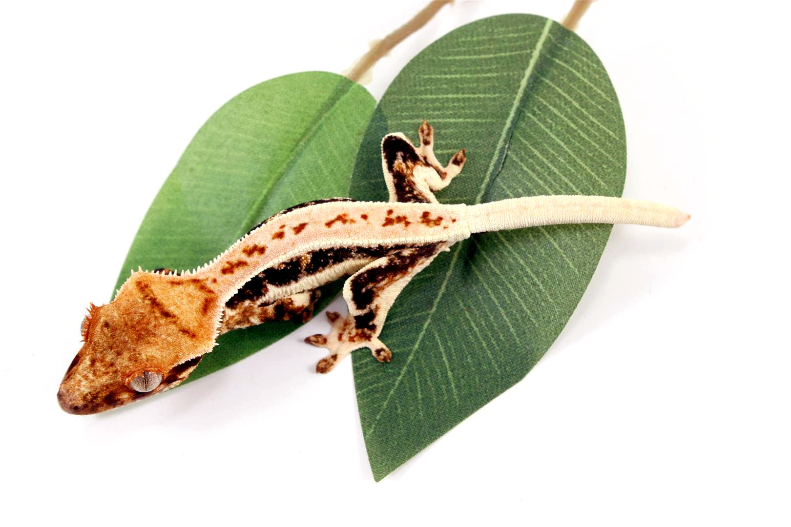High Contrast Tricolor Lilly White Crested Gecko All Reptiles