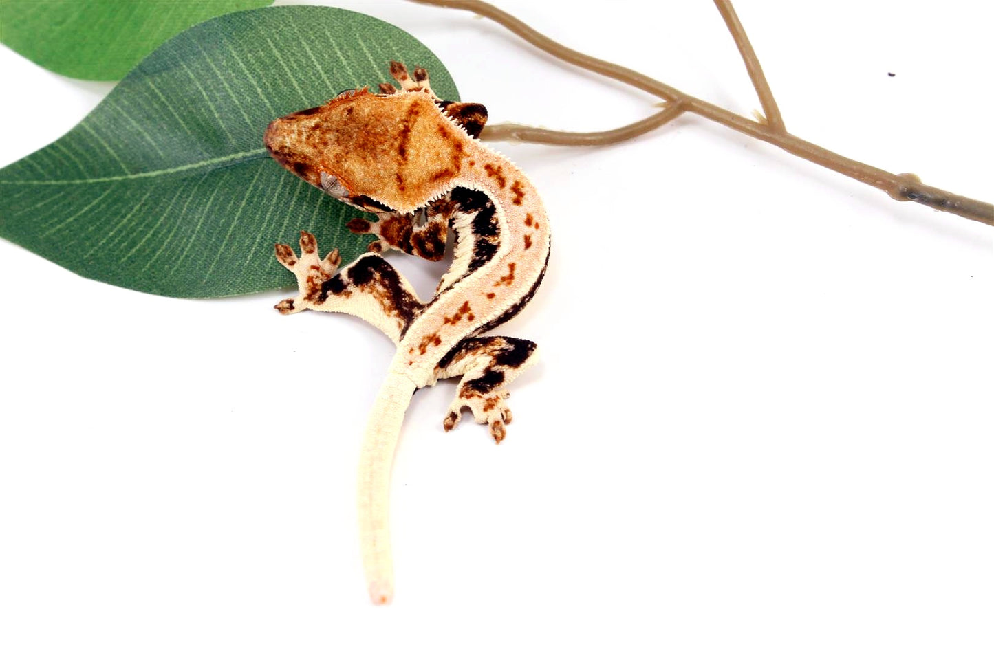 High Contrast Tricolor Lilly White Crested Gecko All Reptiles