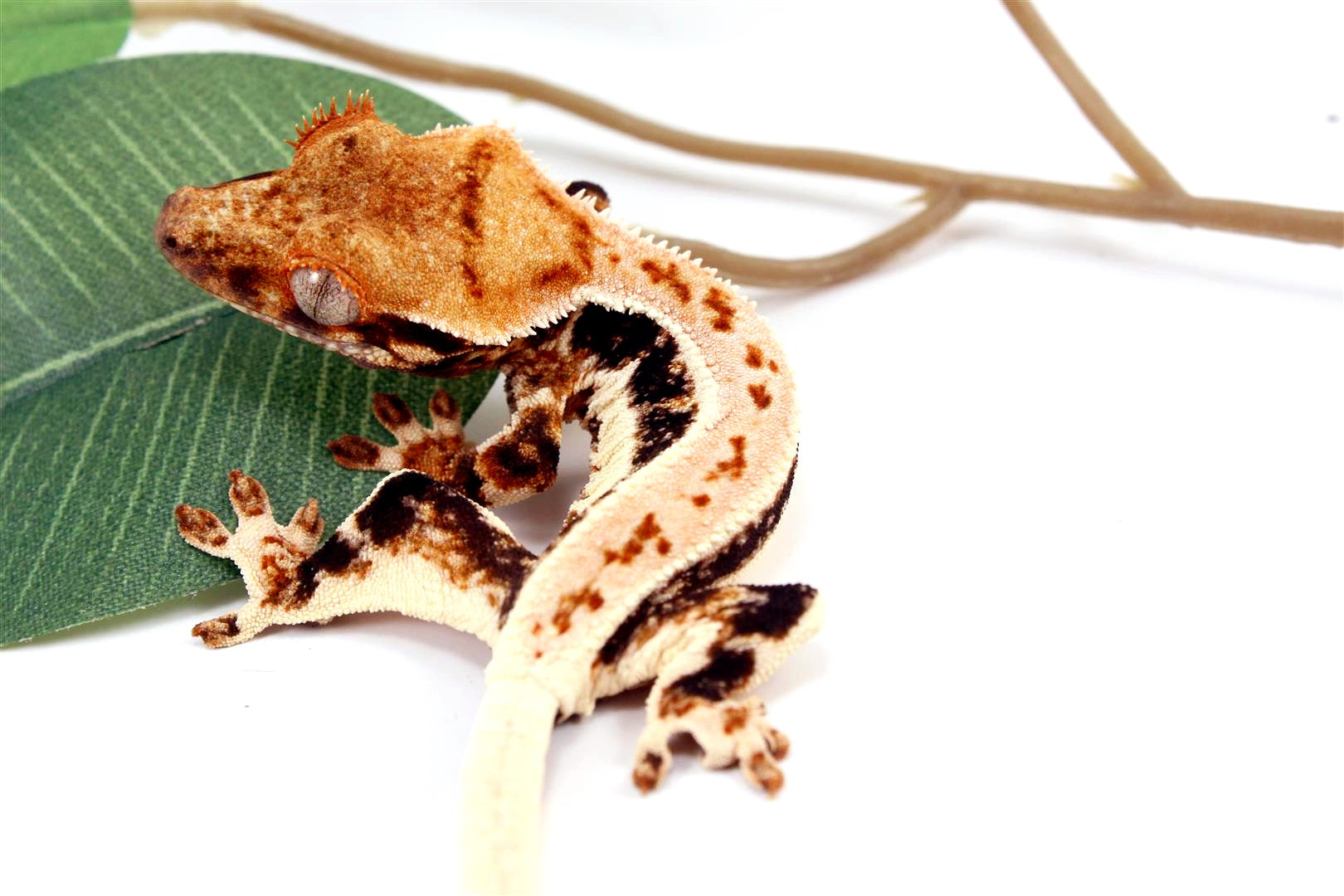 High Contrast Tricolor Lilly White Crested Gecko All Reptiles