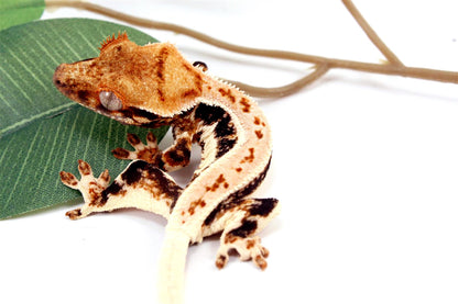 High Contrast Tricolor Lilly White Crested Gecko All Reptiles