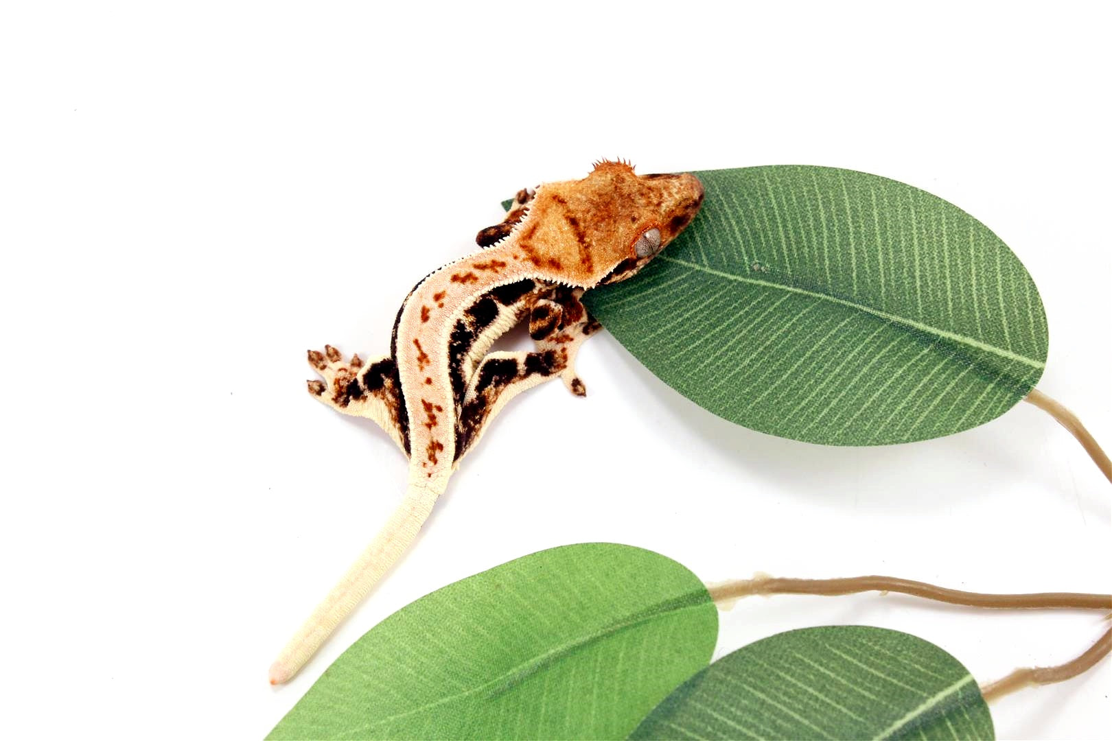 High Contrast Tricolor Lilly White Crested Gecko All Reptiles