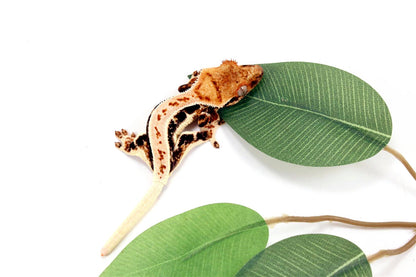 High Contrast Tricolor Lilly White Crested Gecko All Reptiles