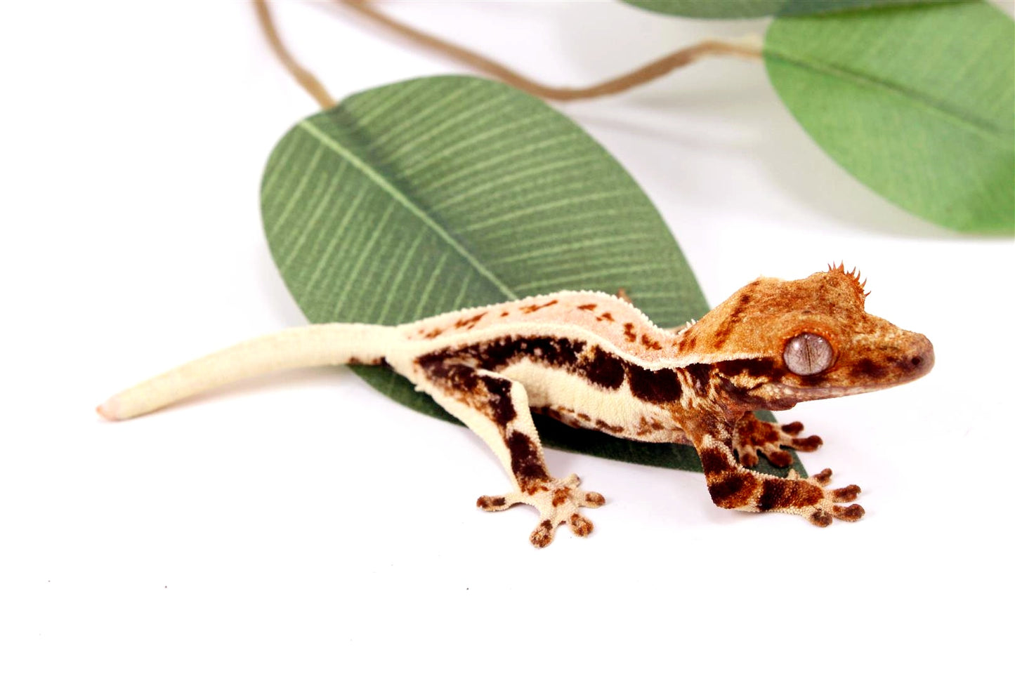 High Contrast Tricolor Lilly White Crested Gecko All Reptiles