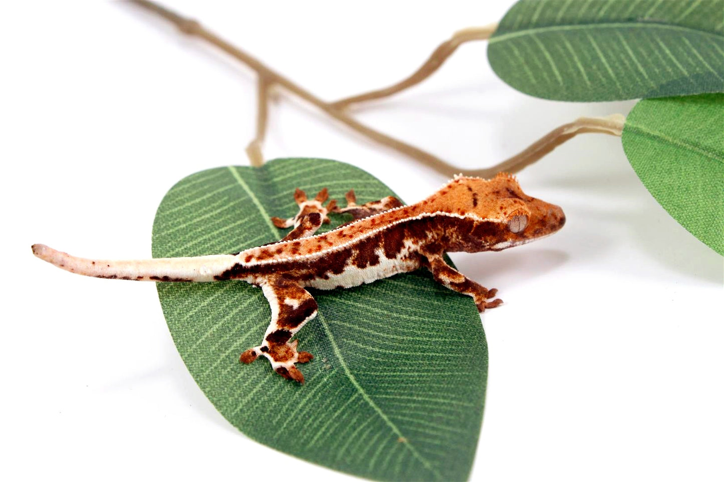 High Contrast Lilly White Crested Gecko All Reptiles