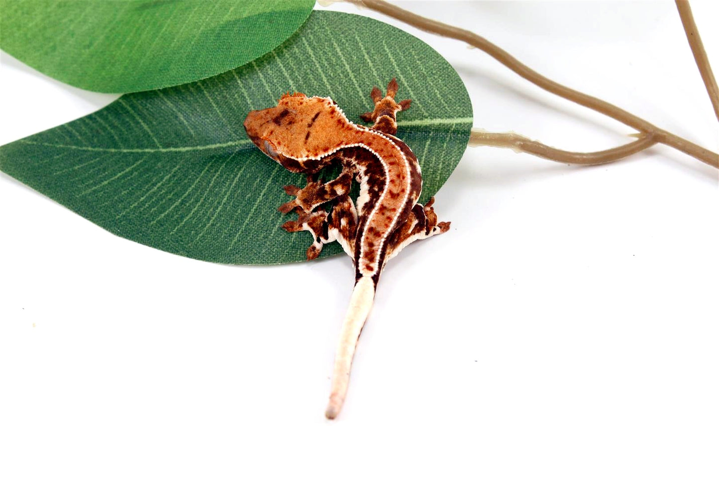 High Contrast Lilly White Crested Gecko All Reptiles