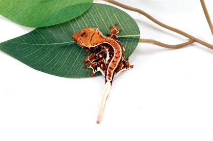 High Contrast Lilly White Crested Gecko All Reptiles