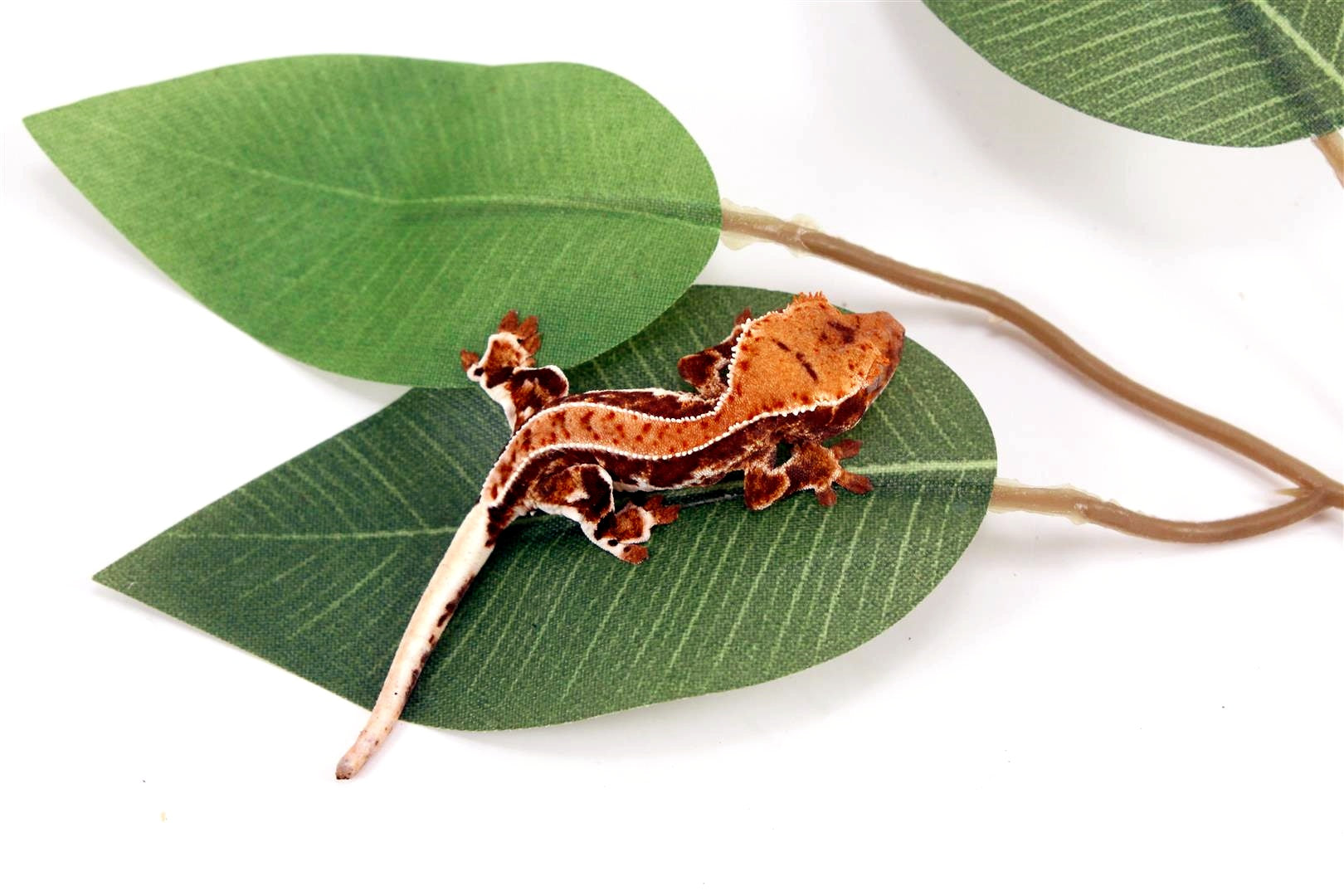 High Contrast Lilly White Crested Gecko All Reptiles