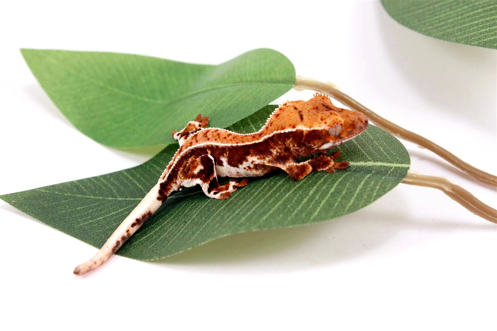 High Contrast Lilly White Crested Gecko All Reptiles