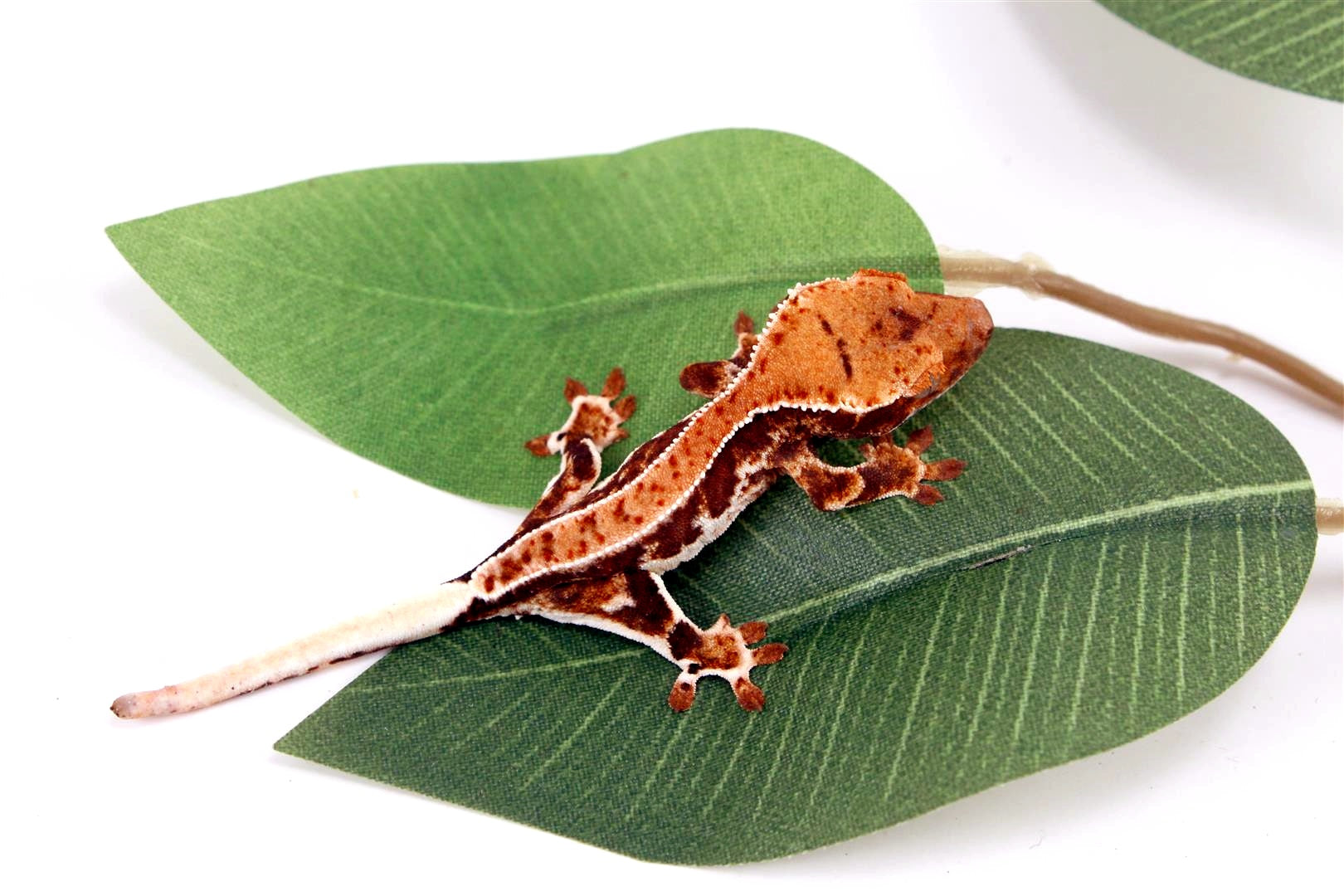 High Contrast Lilly White Crested Gecko All Reptiles