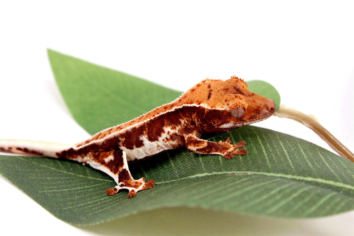 High Contrast Lilly White Crested Gecko All Reptiles