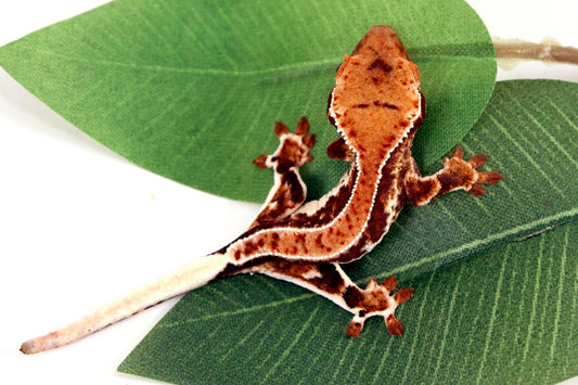 High Contrast Lilly White Crested Gecko All Reptiles