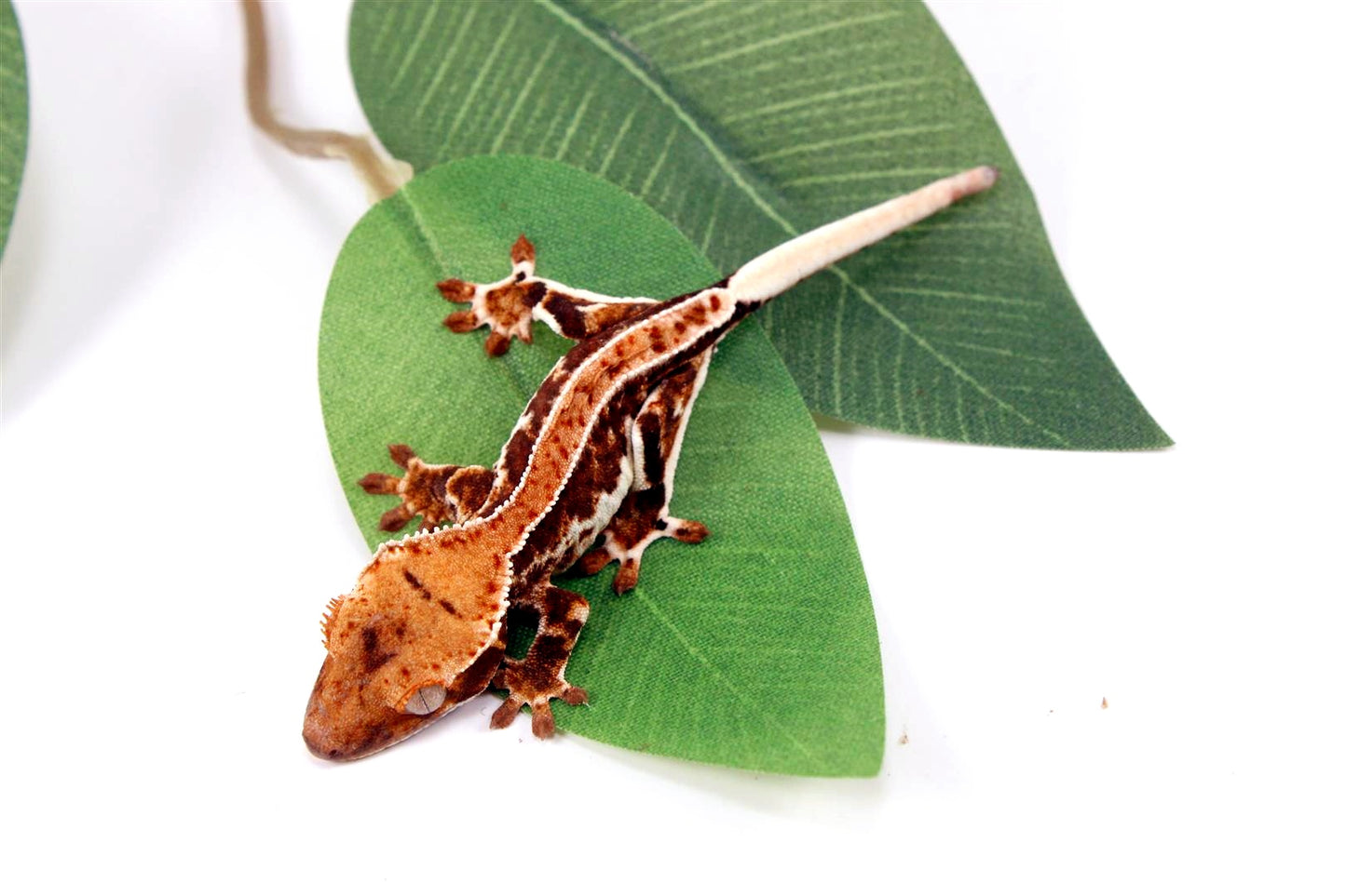 High Contrast Lilly White Crested Gecko All Reptiles