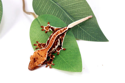 High Contrast Lilly White Crested Gecko All Reptiles