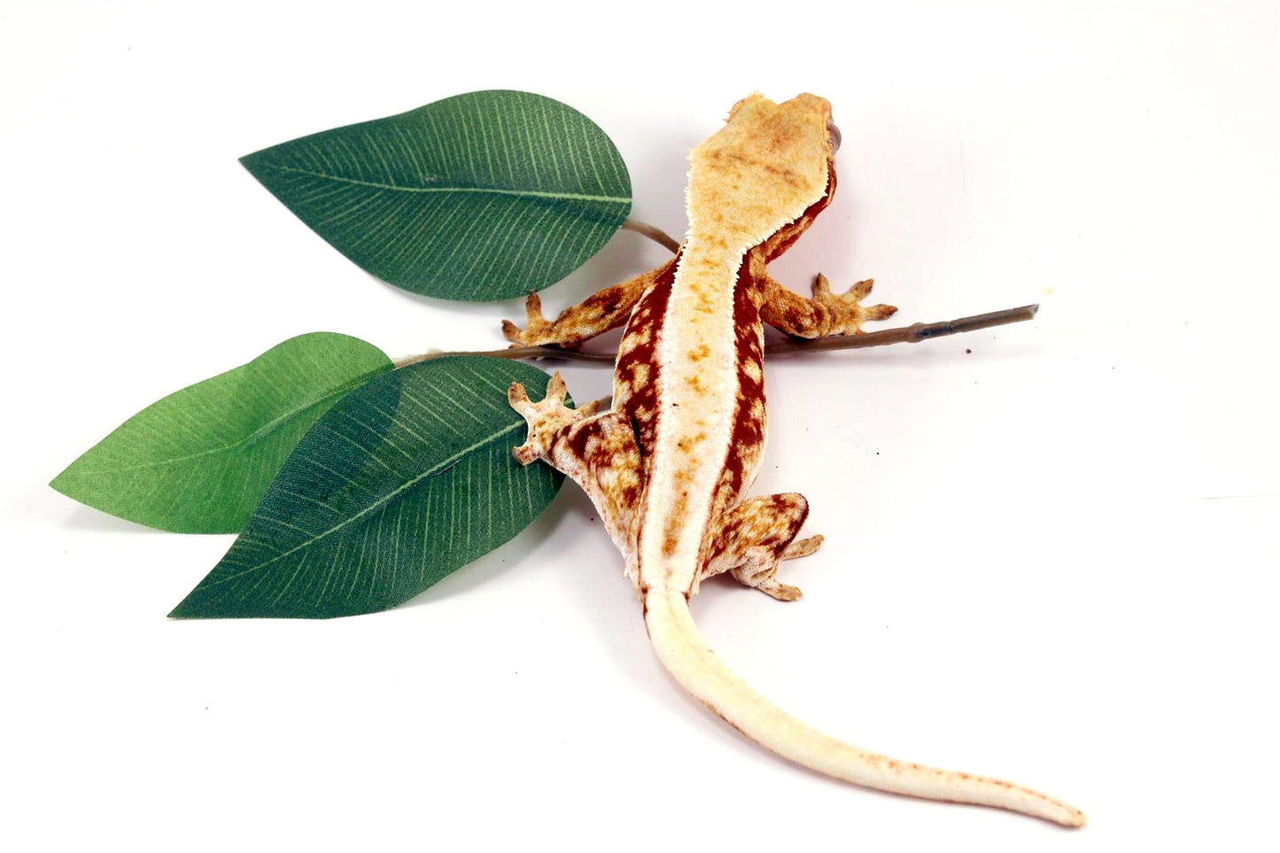 Red Lilly White Crested Gecko All Reptiles