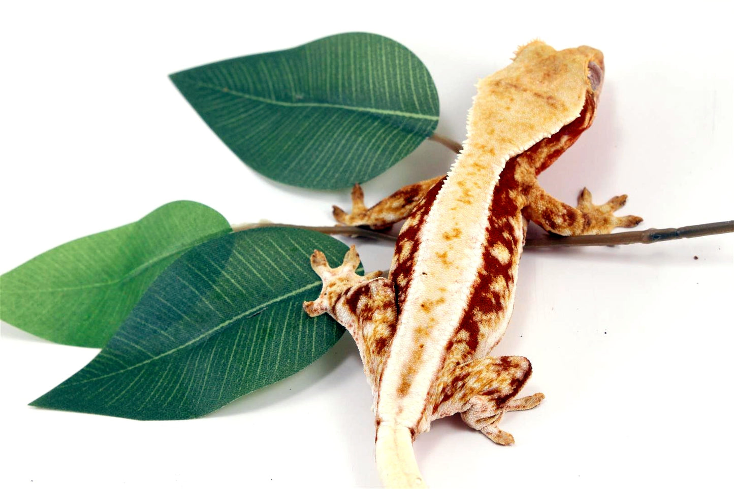 Red Lilly White Crested Gecko All Reptiles