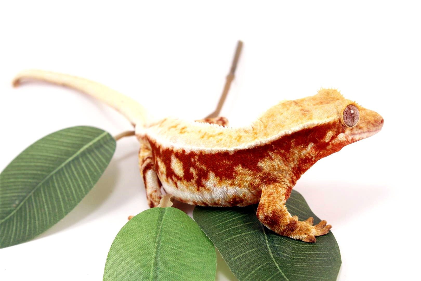 Red Lilly White Crested Gecko All Reptiles