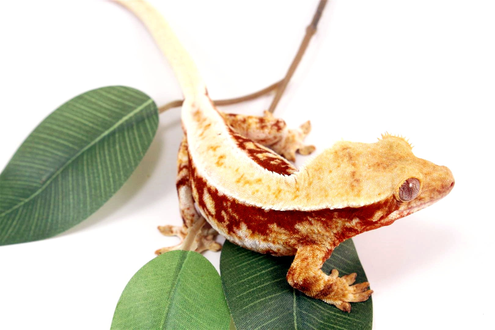 Red Lilly White Crested Gecko All Reptiles