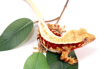 Red Lilly White Crested Gecko All Reptiles