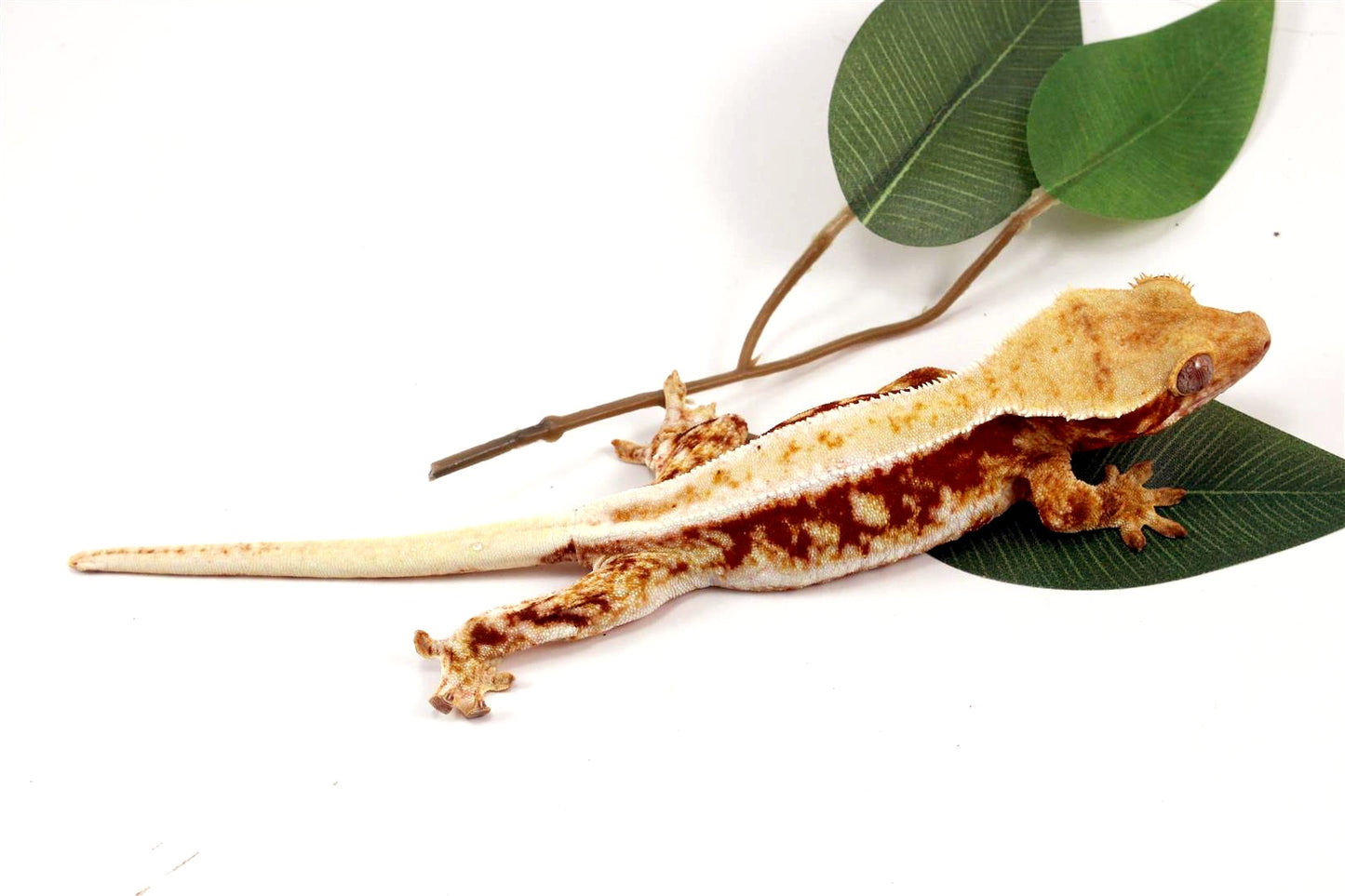 Red Lilly White Crested Gecko All Reptiles