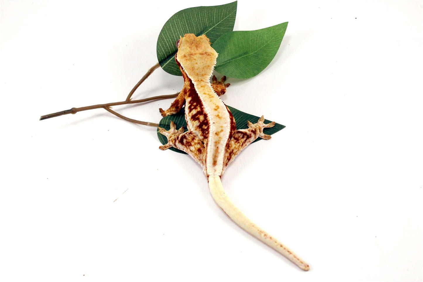 Red Lilly White Crested Gecko All Reptiles