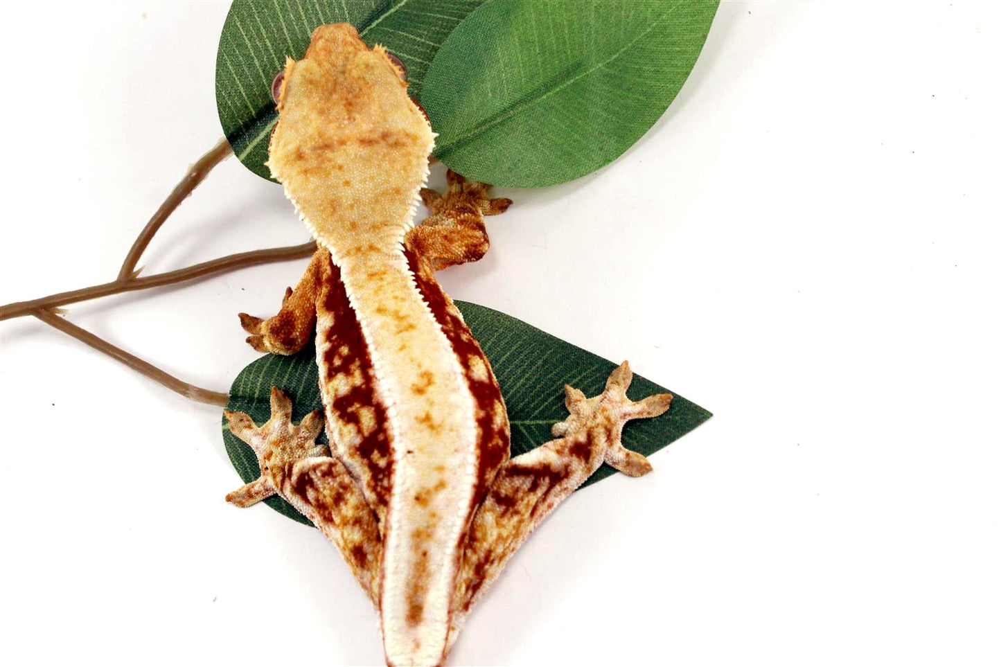 Red Lilly White Crested Gecko All Reptiles