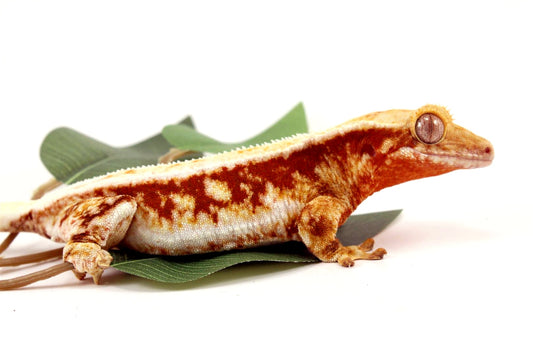 Red Lilly White Crested Gecko All Reptiles