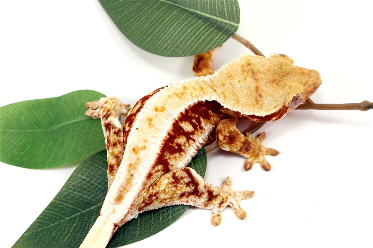 Red Lilly White Crested Gecko All Reptiles