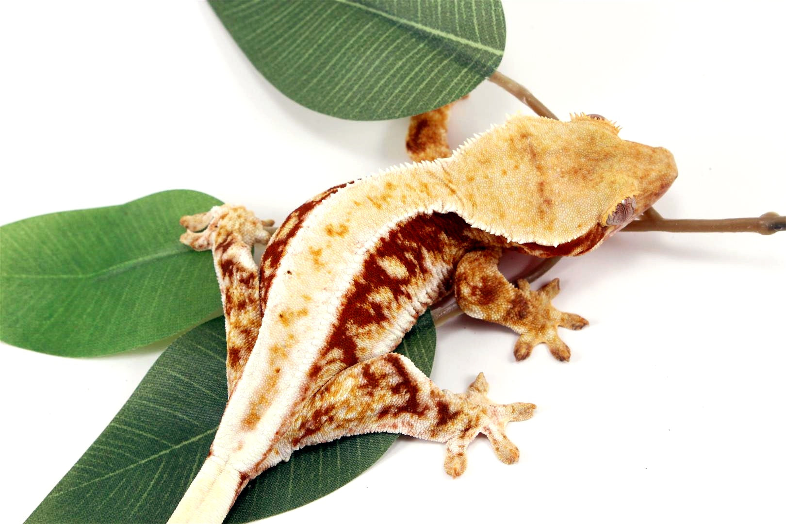 Red Lilly White Crested Gecko All Reptiles
