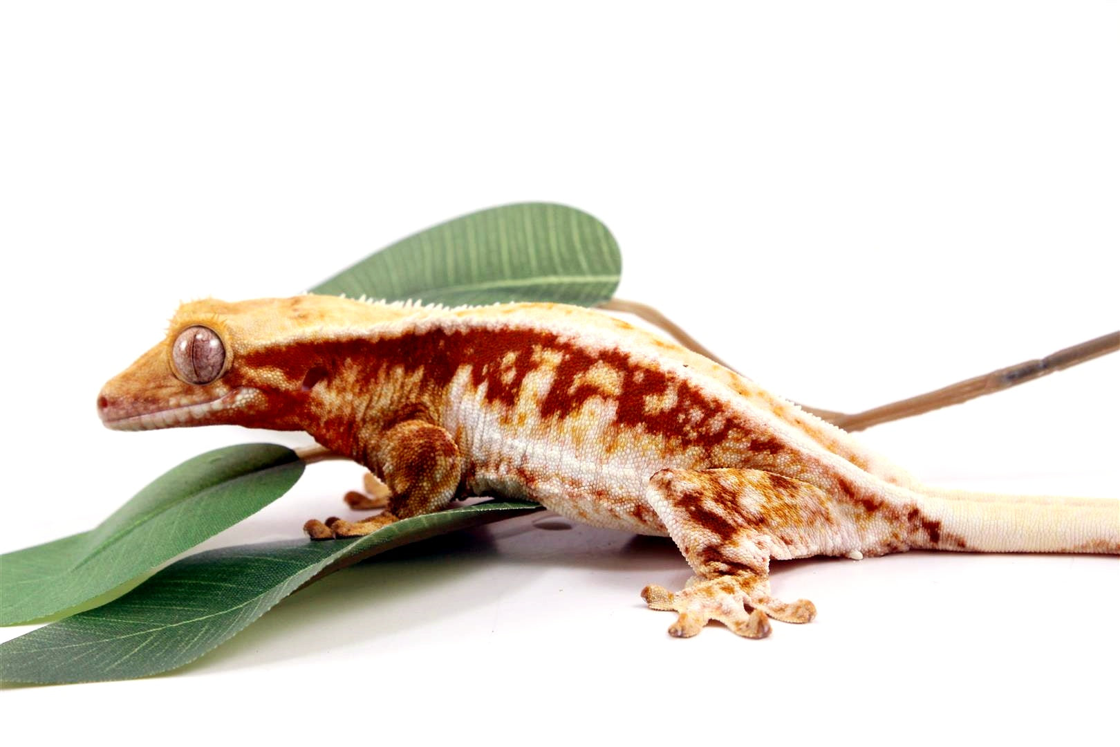 Red Lilly White Crested Gecko All Reptiles