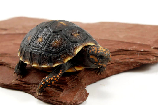 Red Foot Tortoise All Reptiles