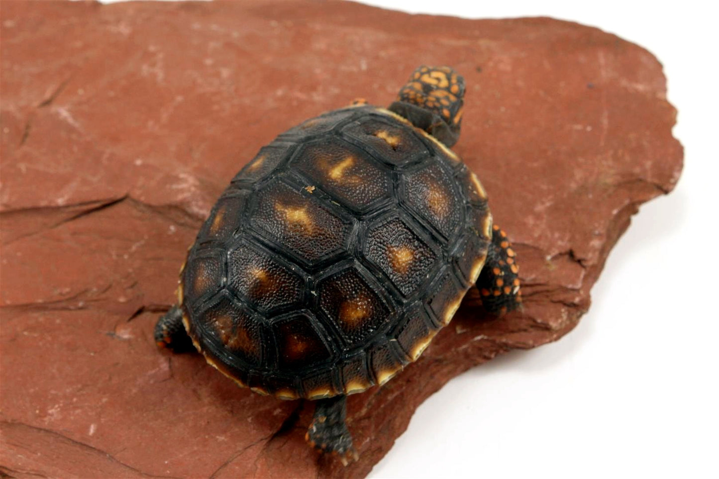 Red Foot Tortoise All Reptiles