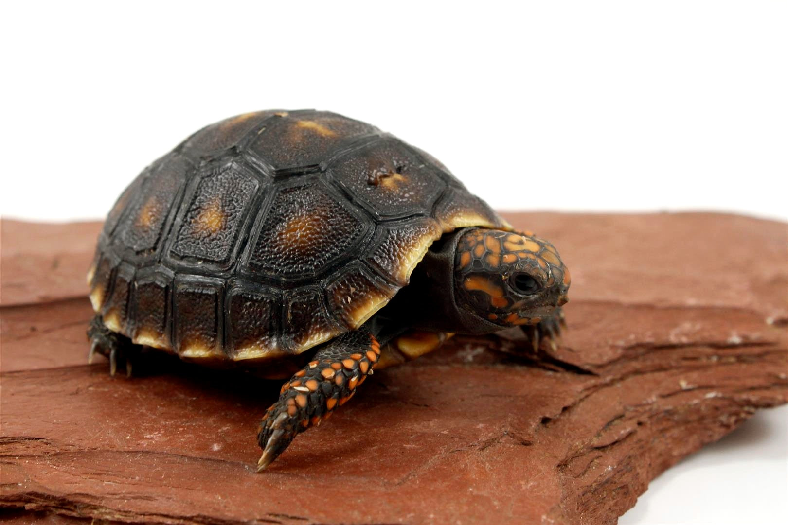 Red Foot Tortoise All Reptiles