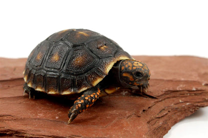 Red Foot Tortoise All Reptiles