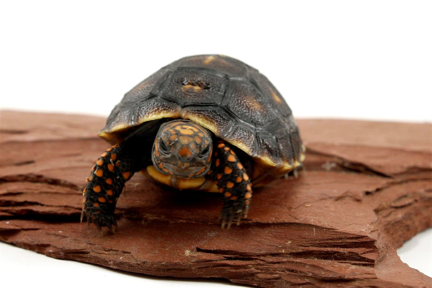 Red Foot Tortoise All Reptiles