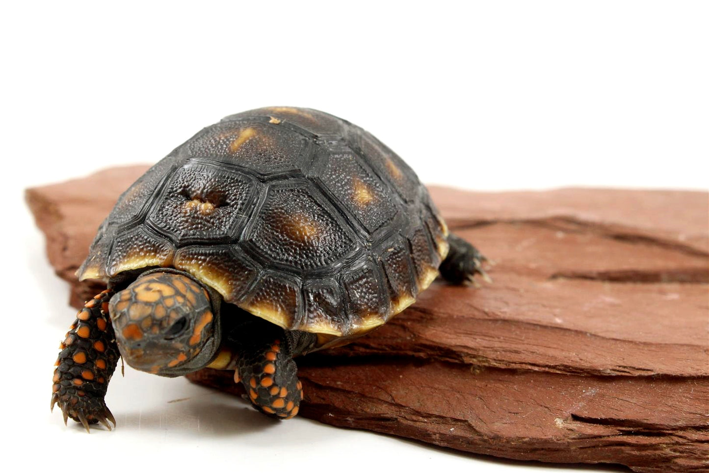 Red Foot Tortoise All Reptiles