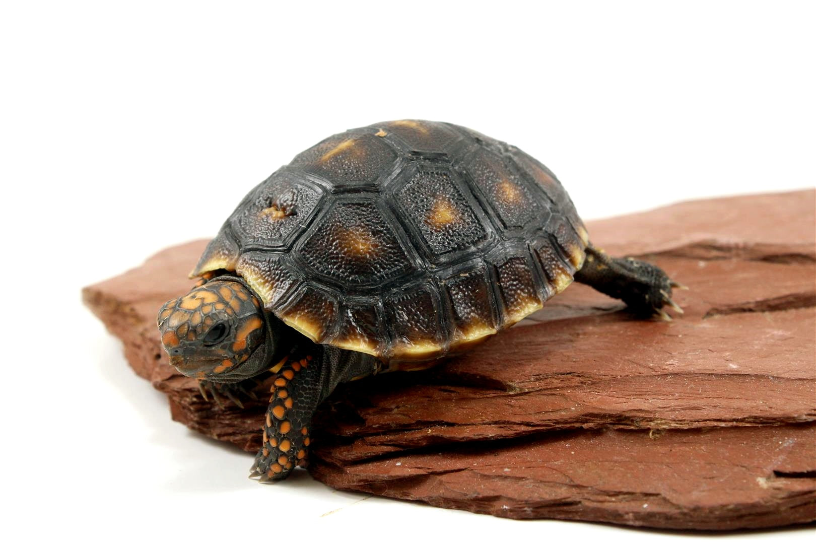 Red Foot Tortoise All Reptiles