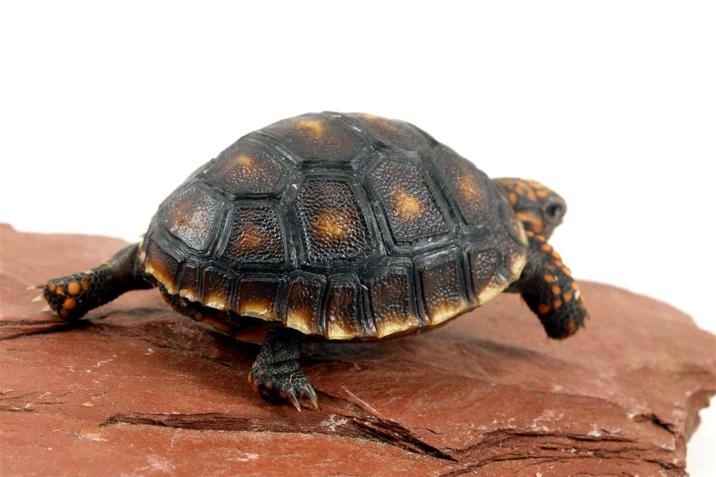 Red Foot Tortoise All Reptiles