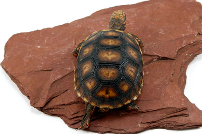 Cherry Head Tortoise All Reptiles
