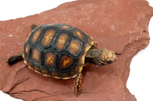 Cherry Head Tortoise All Reptiles