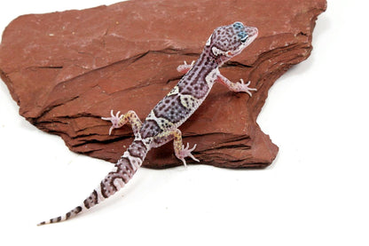Mack Snow Jungle Leopard Gecko All Reptiles