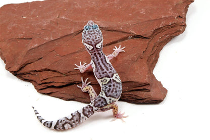 Mack Snow Jungle Leopard Gecko All Reptiles