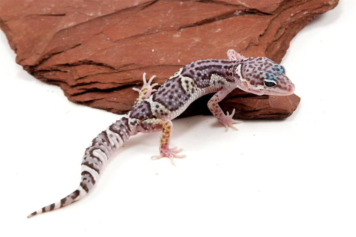 Mack Snow Jungle Leopard Gecko All Reptiles