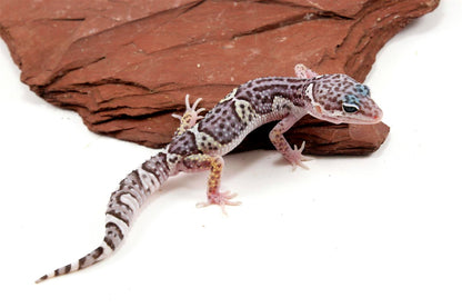 Mack Snow Jungle Leopard Gecko All Reptiles