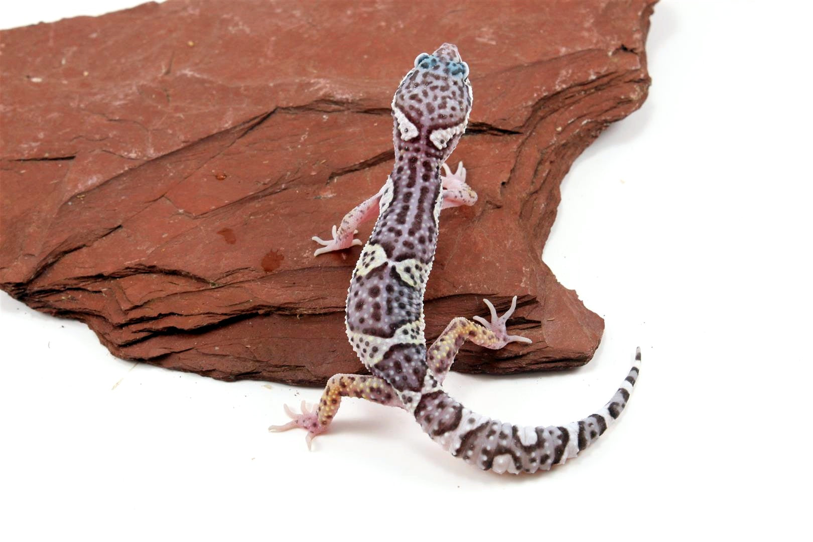 Mack Snow Jungle Leopard Gecko All Reptiles