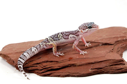 Mack Snow Jungle Leopard Gecko All Reptiles