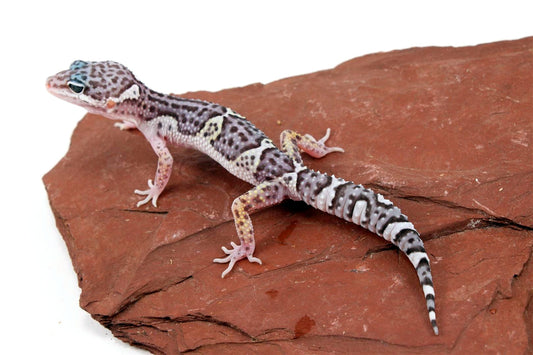 Mack Snow Jungle Leopard Gecko All Reptiles