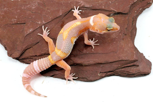 Tremper Mack Snow White & Yellow Leopard Gecko All Reptiles