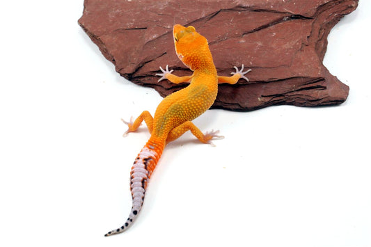Tangerine Jungle Leopard Gecko All Reptiles