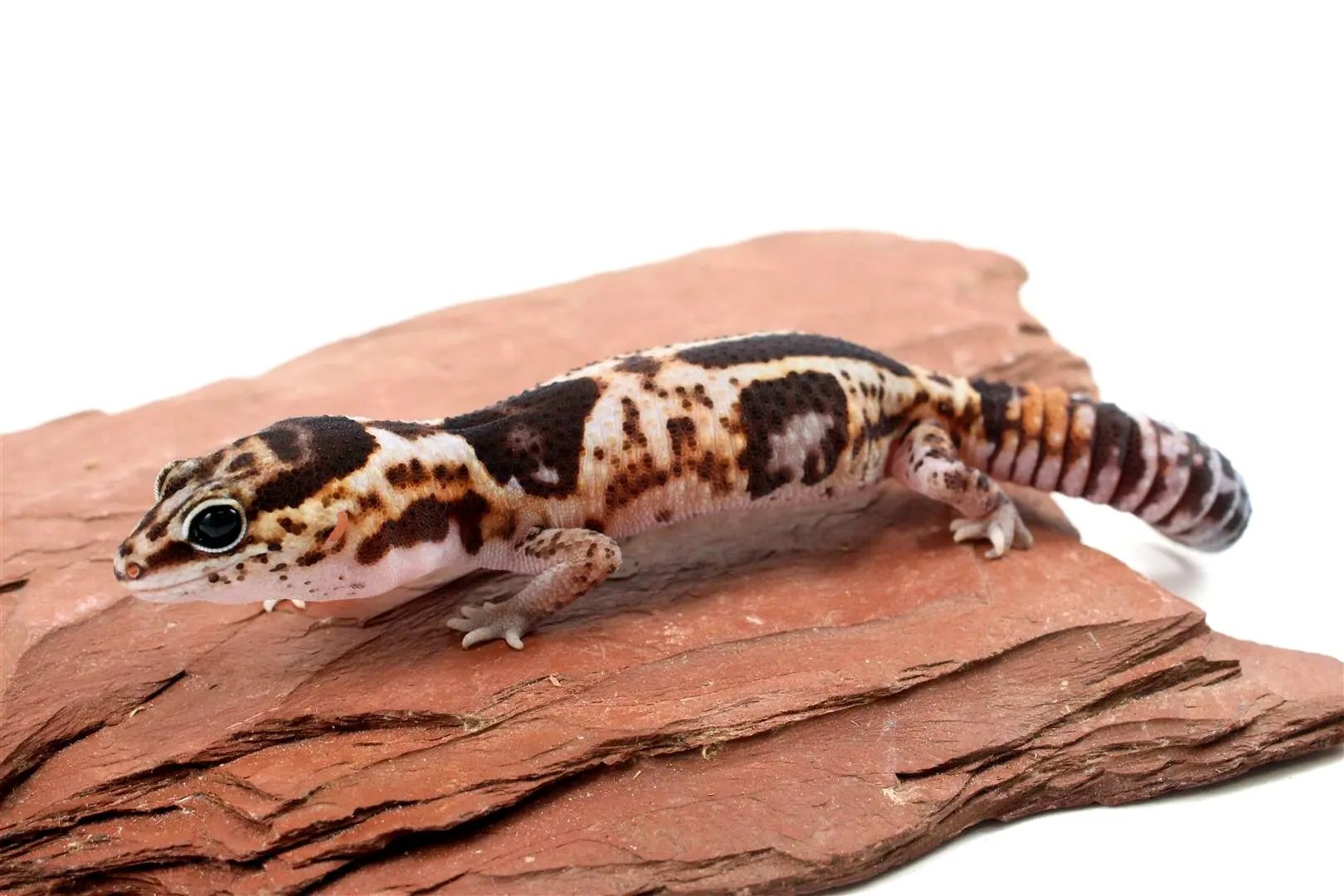 Aberrant Whiteout Fat Tail Gecko All Reptiles