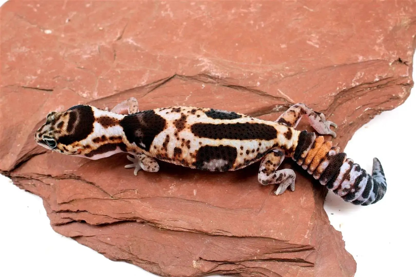 Aberrant Whiteout Fat Tail Gecko All Reptiles